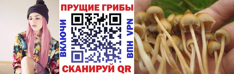 Купить  Ардатов  Галлюциногенные грибы Cubensis 